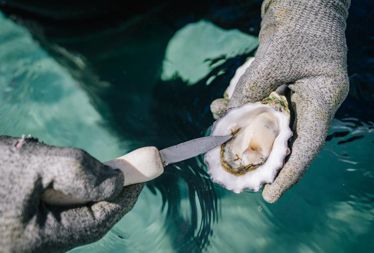南澳大利亚州，艾尔半岛，柯芬湾体验，一个人站在水中剥开生蚝 © 澳大利亚旅游局版权所有
