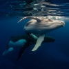 新南威尔士州，杰维斯湾，Dive Jervis Bay，座头鲸 © Dive Jervis Bay 版权所有