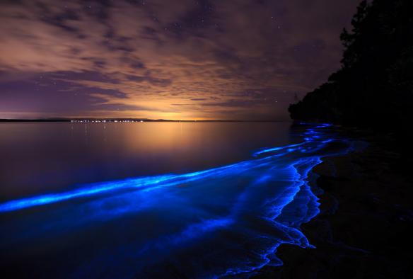新南威尔士州，杰维斯湾，浮游生物冷光 © Maree Clout，新南威尔士州旅游局版权所有
