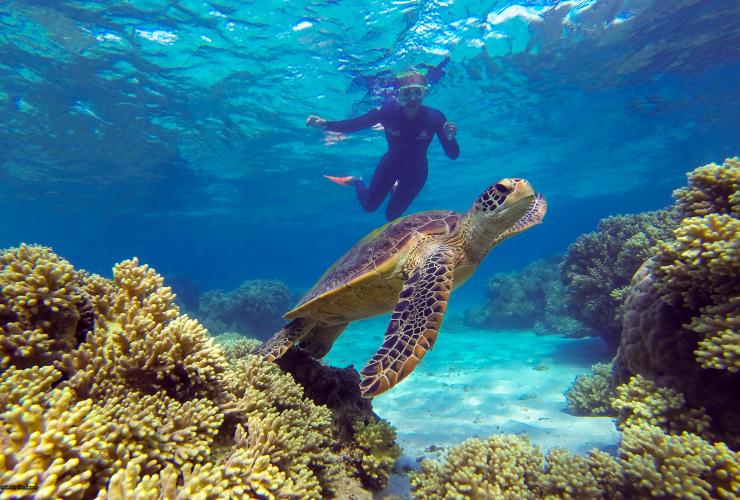 昆士兰州，大堡礁，Ocean Safari © Ocean Safari 版权所有