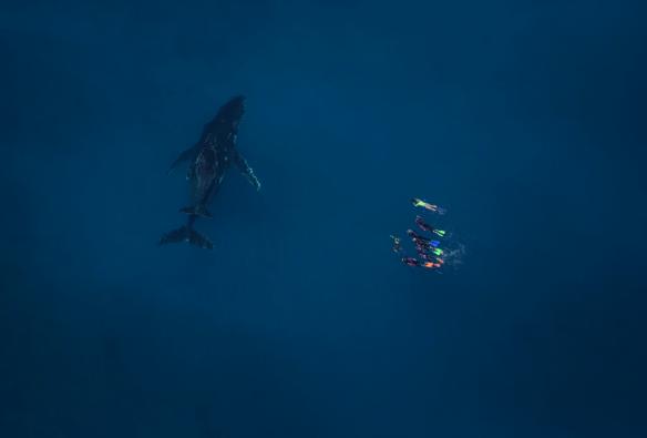 西澳大利亚州，埃克斯茅斯，宁加洛实况公司，座头鲸 © Ningaloo Aviation 和 Jacob Hill/宁加洛实况公司版权所有