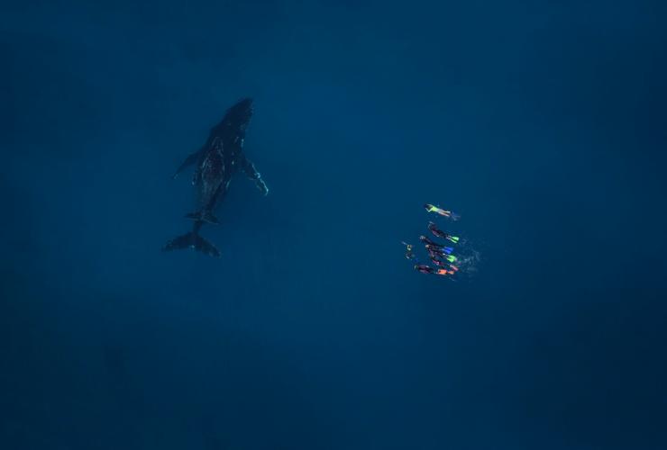 西澳大利亚州，埃克斯茅斯，宁加洛实况公司，座头鲸 © Ningaloo Aviation 和 Jacob Hill/宁加洛实况公司版权所有
