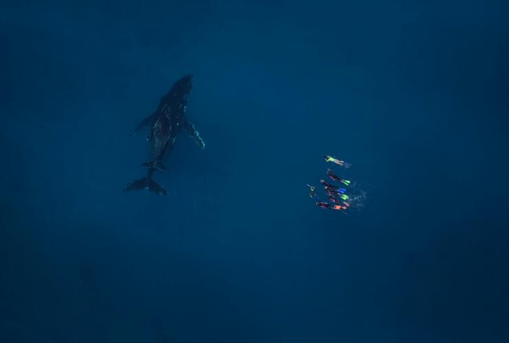 西澳大利亚州，埃克斯茅斯，宁加洛实况公司，座头鲸 © Ningaloo Aviation 和 Jacob Hill/宁加洛实况公司版权所有