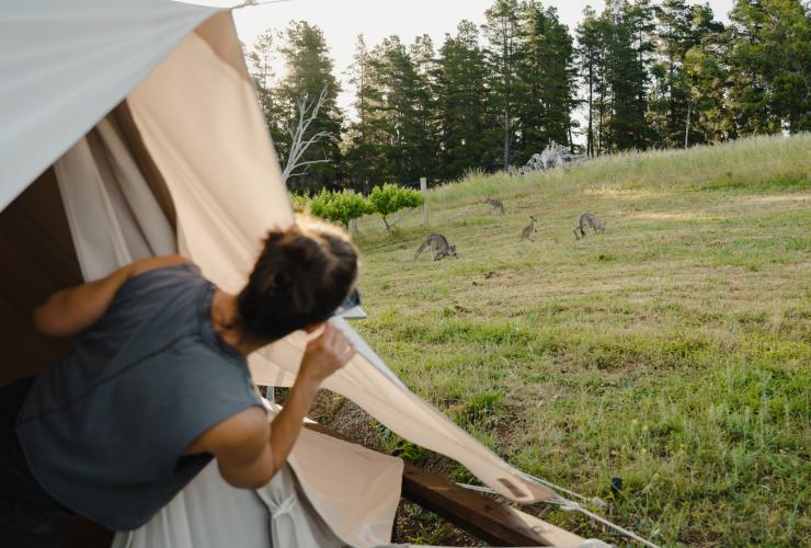 澳大利亚首都领地，马德拉，Cubby and Co 豪华露营，一位女士在帐篷外观赏袋鼠 © 澳大利亚旅游局版权所有