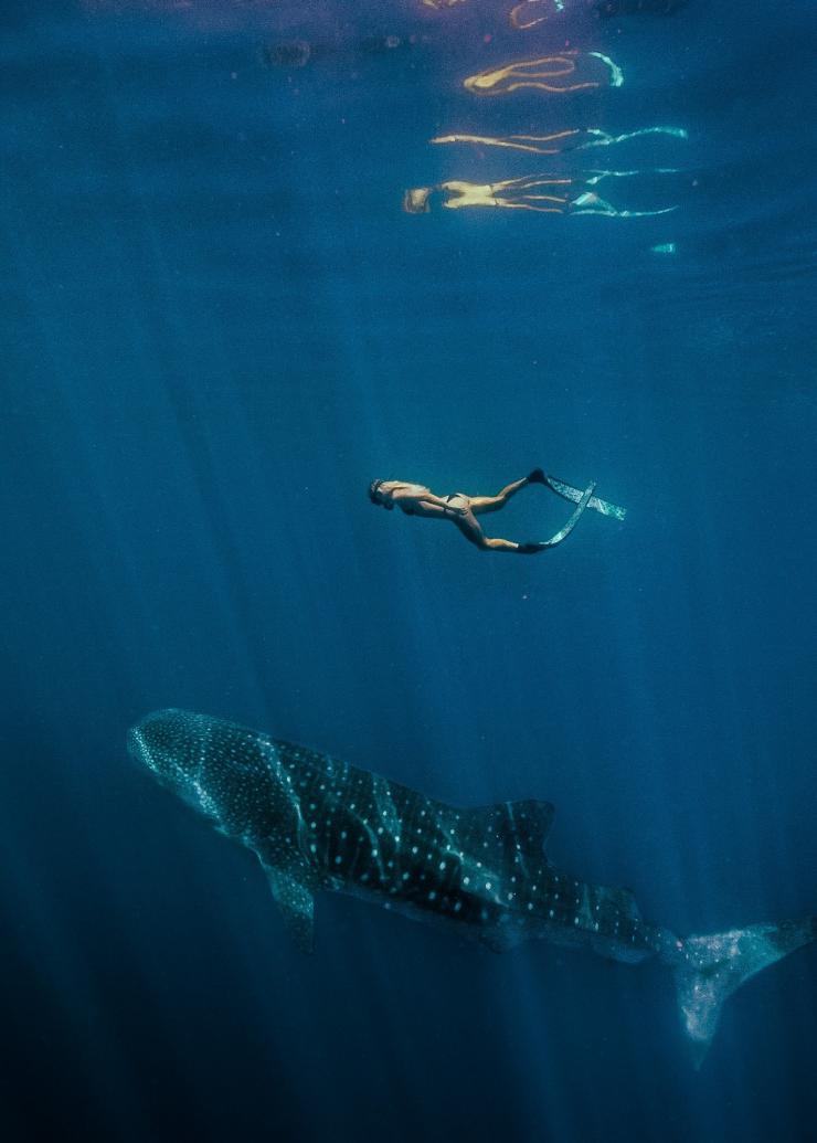西澳大利亚州，宁加洛珊瑚礁，与鲸鲨一起浮潜 © 西澳大利亚州旅游局版权所有