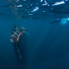 在宁加洛珊瑚礁与鲸鲨同游 © 西澳大利亚州旅游局版权所有