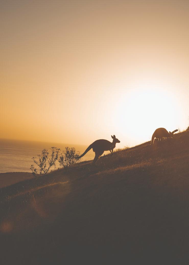 南澳大利亚州，菲尔半岛，迪普溪国家公园 © Wandering Wilsons 版权所有