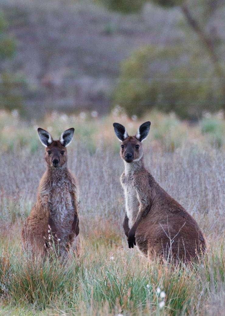 南澳大利亚州，弗林德斯山脉，阿卡巴步道 © Wild Bush Luxury 版权所有
