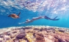 西澳大利亚州，在宁加洛珊瑚礁与海龟浮潜嬉戏 © 澳大利亚珊瑚海岸版权所有