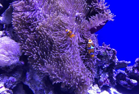昆士兰州，凯恩斯，凯恩斯水族馆，小丑鱼在海葵中游泳 © 凯恩斯水族馆版权所有