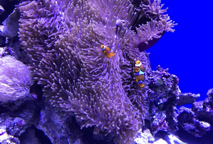 昆士兰州，凯恩斯，凯恩斯水族馆，小丑鱼在海葵中游泳 © 凯恩斯水族馆版权所有