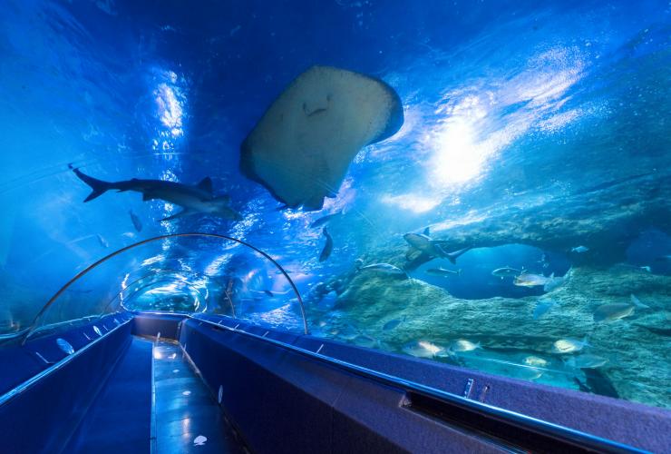 西澳大利亚州，希拉里斯，西澳大利亚水族馆，鲨鱼和鳐鱼在水族箱中游泳，水族箱环绕隧道走廊 © 西澳大利亚水族馆版权所有