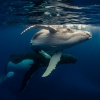 新南威尔士州，杰维斯湾，Dive Jervis Bay，座头鲸 © Dive Jervis Bay 版权所有