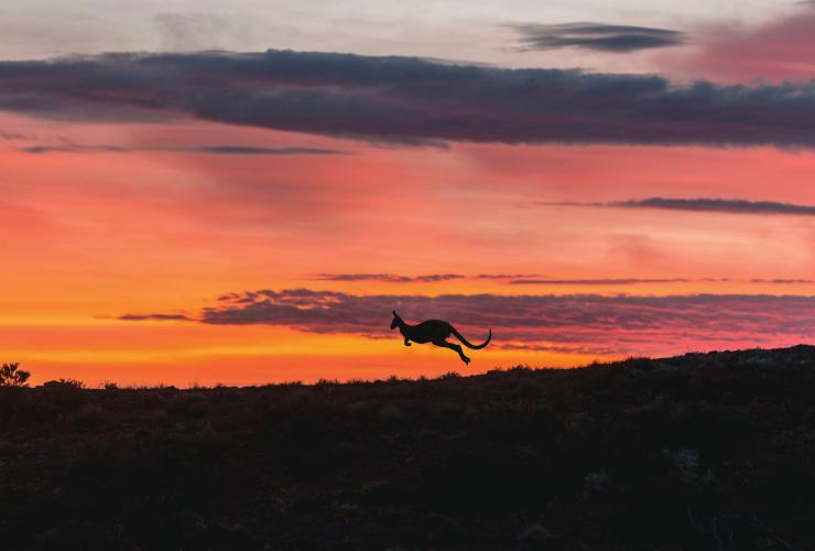 南澳大利亚州，弗林德斯山脉，阿卡巴自然资源保护区 © 南澳大利亚旅游局版权所有