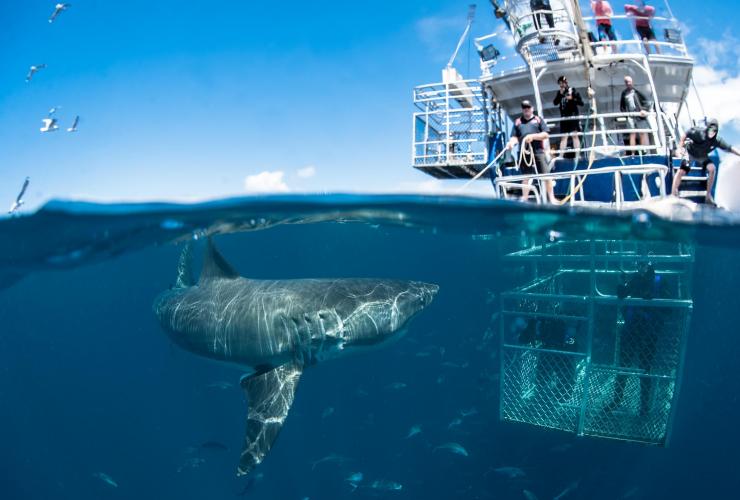 南澳大利亚州，林肯港，罗德尼 · 福克斯鲨鱼探险之旅，笼潜观鲨 © Sam Cahir 版权所有