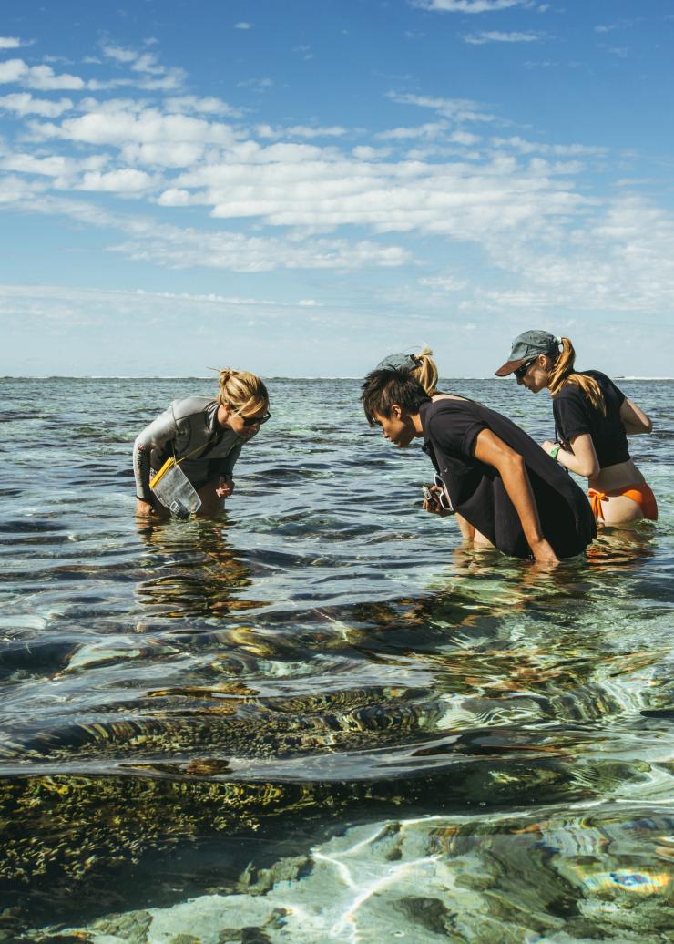昆士兰州，大堡礁，伊利特女士岛，珊瑚礁研究工作 © 澳大利亚旅游局版权所有