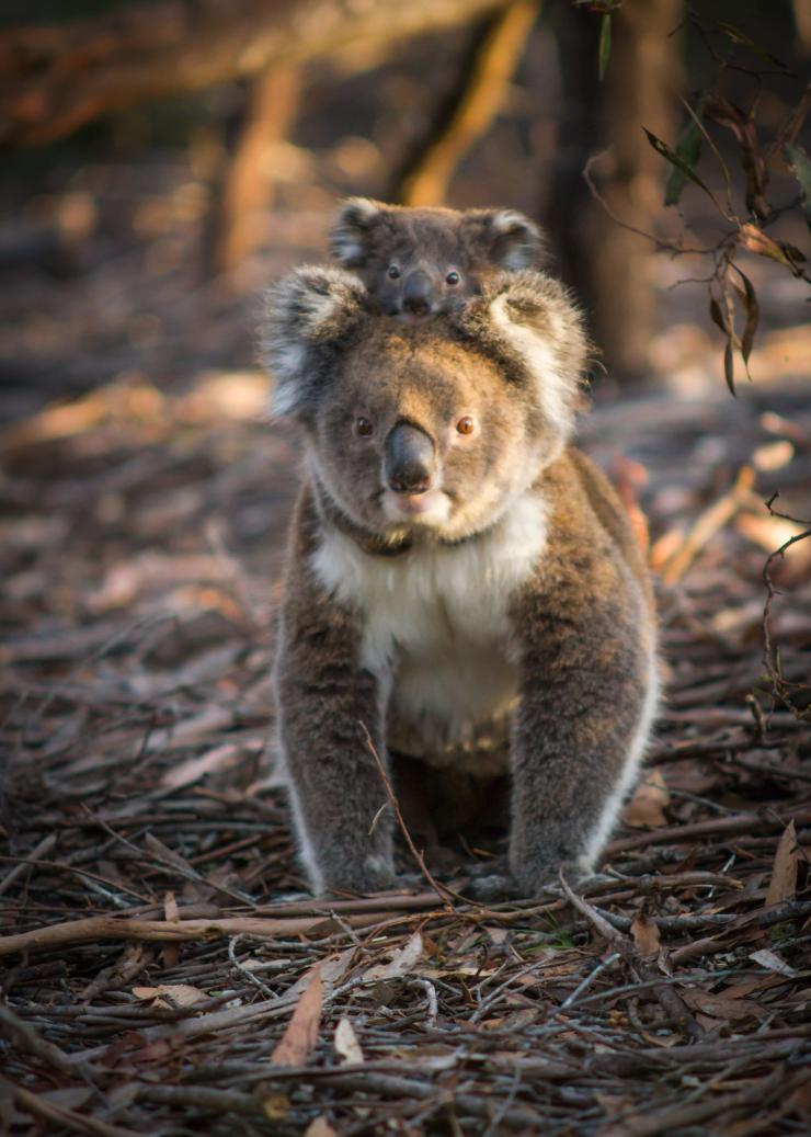 南澳大利亚州，袋鼠岛，弗林德斯 · 蔡斯国家公园，考拉 © Sam Morgan 版权所有