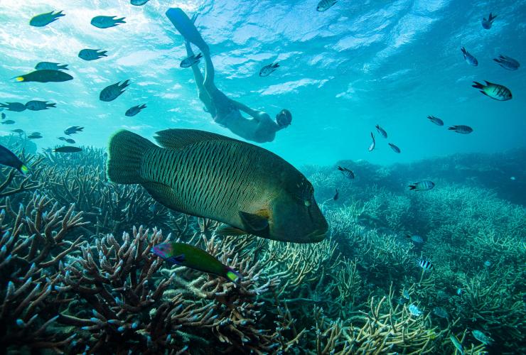 昆士兰州，大堡礁，和苏眉鱼一起浮潜 © 昆士兰州旅游及活动推广局版权所有