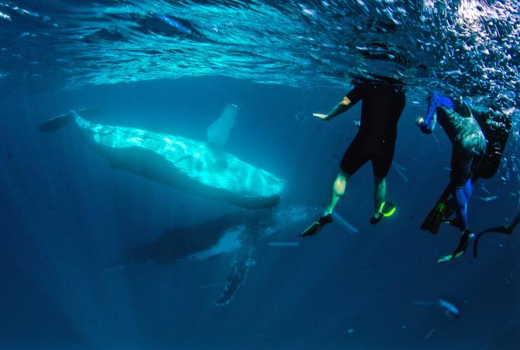 西澳大利亚州，在宁加洛海洋公园与座头鲸在一起的游泳者 © 宁加洛埃克斯茅斯潜水与鲸鲨项目旅行社版权所有