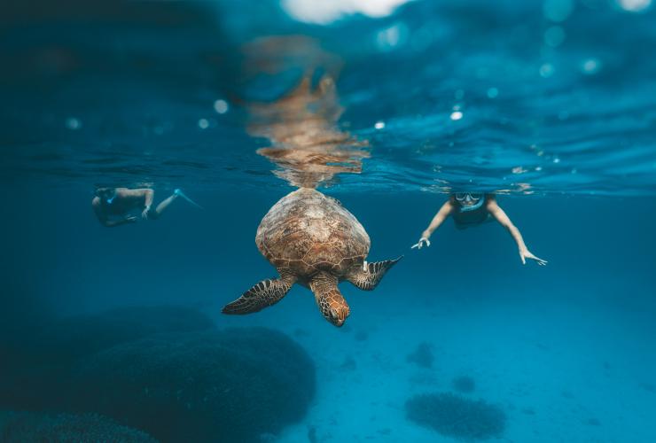 昆士兰州，海龙岛，与海龟一起浮潜 © James Vodicka / 澳大利亚旅游局版权所有