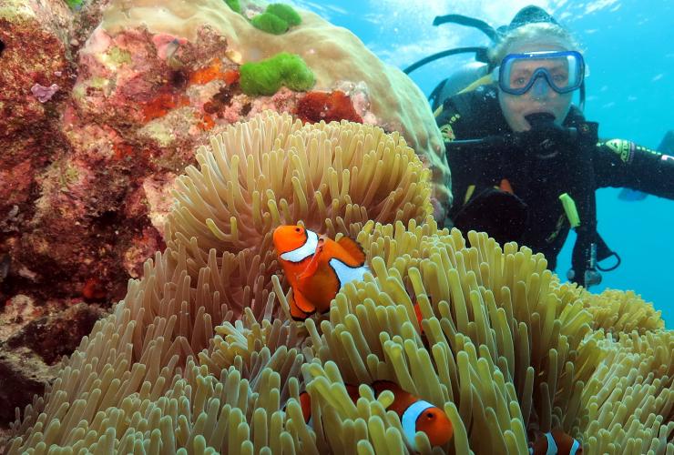昆士兰州，大堡礁，阿金考特礁，波塞冬航游，潜水之旅中的小丑鱼 © 银梭集团版权所有