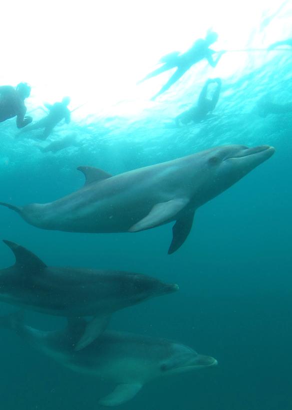 维多利亚州，女皇崖，Sea All Dolphin Swims © Sea All Dolphin Swims 版权所有