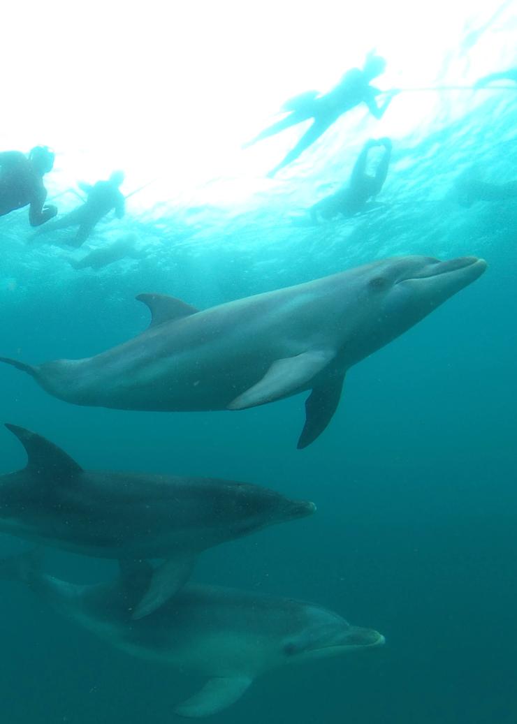 维多利亚州，女皇崖，Sea All Dolphin Swims © Sea All Dolphin Swims 版权所有