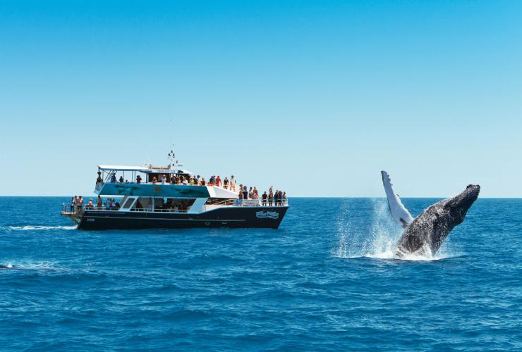昆士兰州，荷维湾，座头鲸 © 昆士兰州旅游及活动推广局版权所有