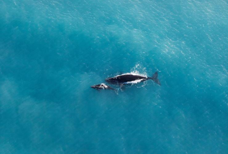 南澳大利亚州，艾尔半岛，大澳大利亚湾，南露脊鲸和幼崽 © 南澳大利亚旅游局版权所有