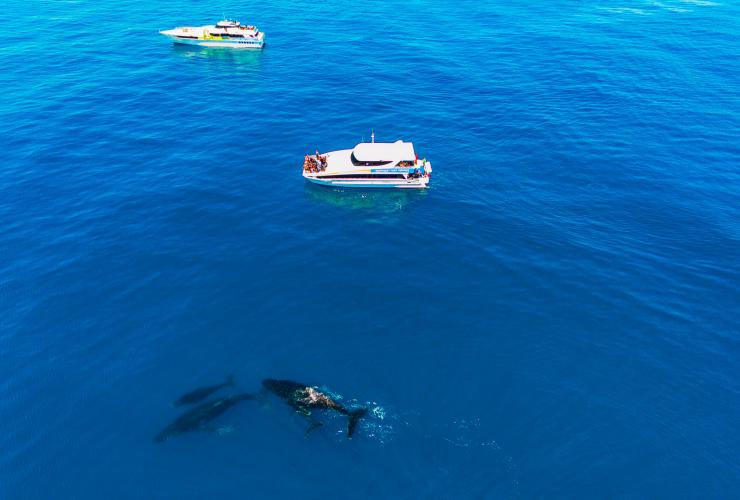 西澳大利亚州，珀斯，观鲸 © 西澳大利亚州旅游局版权所有