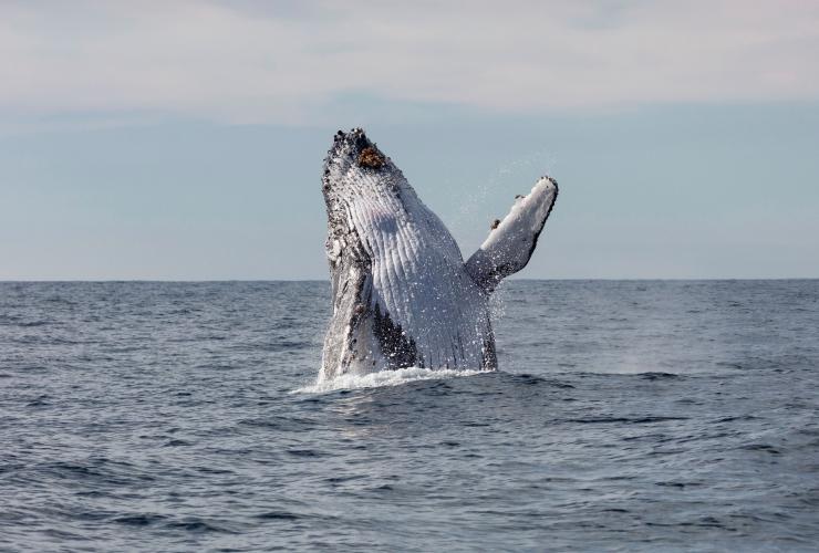 新南威尔士州，杰维斯湾，观鲸 © Jordan Robins 版权所有