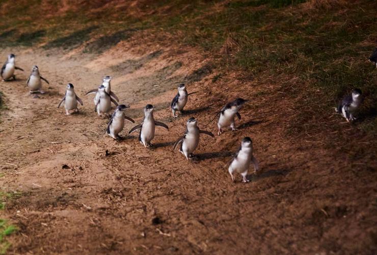 维多利亚州，菲利普岛，企鹅归巢 © 澳大利亚旅游局版权所有