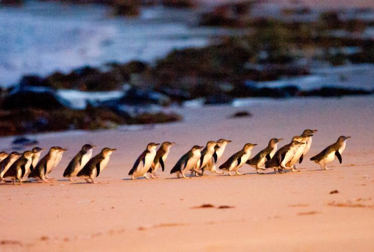 维多利亚州，菲利普岛，企鹅归巢 © 澳大利亚旅游局版权所有