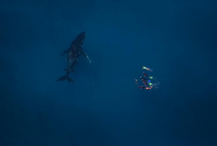 西澳大利亚州，埃克斯茅斯，活力宁加洛旅行社，座头鲸 © Ningaloo Aviation 和 Jacob Hill / 活力宁加洛旅行社版权所有