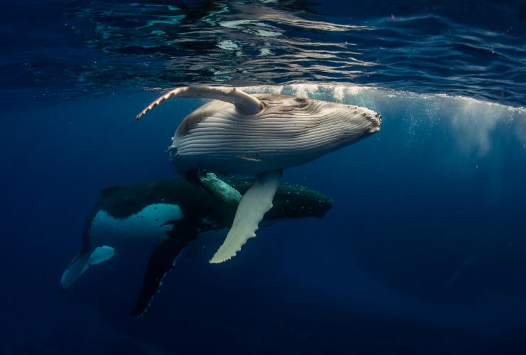 新南威尔士州，杰维斯湾，Dive Jervis Bay，座头鲸 © Dive Jervis Bay 版权所有