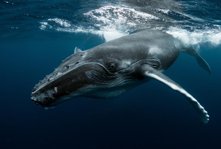 新南威尔士州，杰维斯湾，Dive Jervis Bay，座头鲸 © Dive Jervis Bay 版权所有