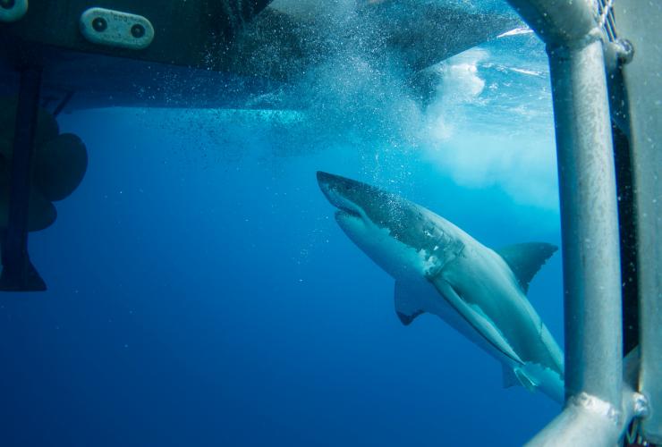 南澳大利亚州，海王星岛，卡里普索潜水租船公司，笼潜观鲨 © 澳大利亚旅游局版权所有