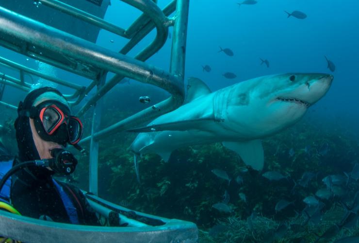 南澳大利亚州，艾尔半岛，罗德尼 · 福克斯鲨鱼探险之旅 © 罗德尼 · 福克斯鲨鱼探险之旅版权所有