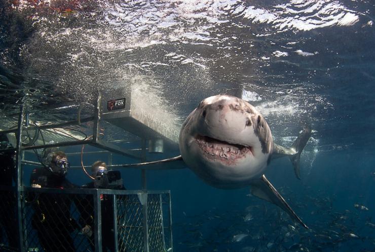 南澳大利亚州，艾尔半岛，罗德尼 · 福克斯鲨鱼探险之旅 © 罗德尼 · 福克斯鲨鱼探险之旅版权所有