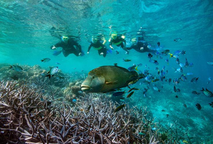 昆士兰州，大堡礁，浮潜 © 昆士兰州旅游及活动推广局版权所有