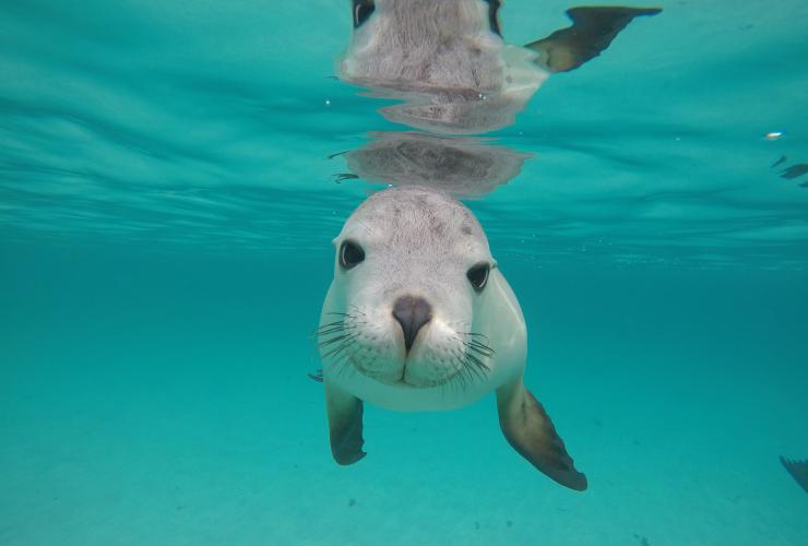 南澳大利亚州，霍普金斯岛，海狮 © 卡里普索星空租船公司版权所有
