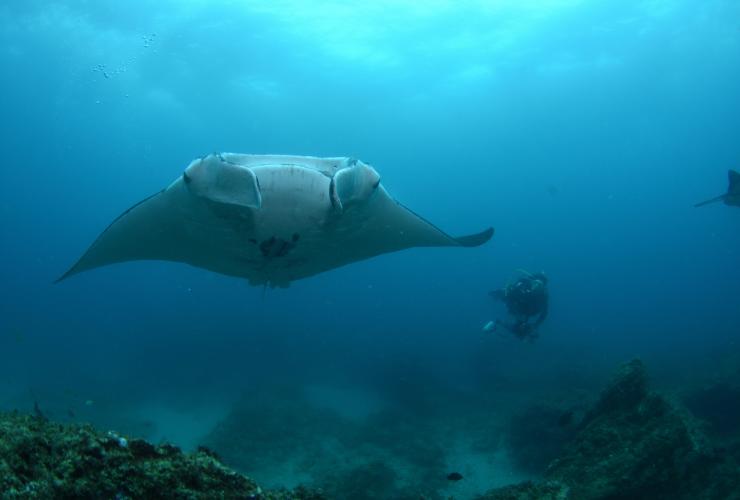 昆士兰州，北斯德布鲁克岛，曼塔波米潜水点 © Nigel Marsh / 昆士兰州旅游及活动推广局版权所有