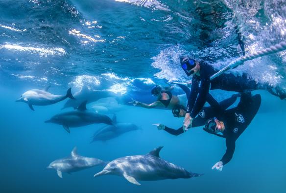 新南威尔士州，尼尔森湾，Dolphin Swim Australia 观光之旅 © Dolphin Swim Australia 公司 / Geri Rugli 版权所有