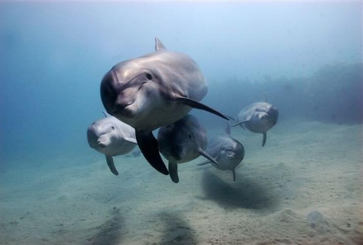 维多利亚州，摩林顿半岛，海豚 © 维多利亚州旅游局版权所有