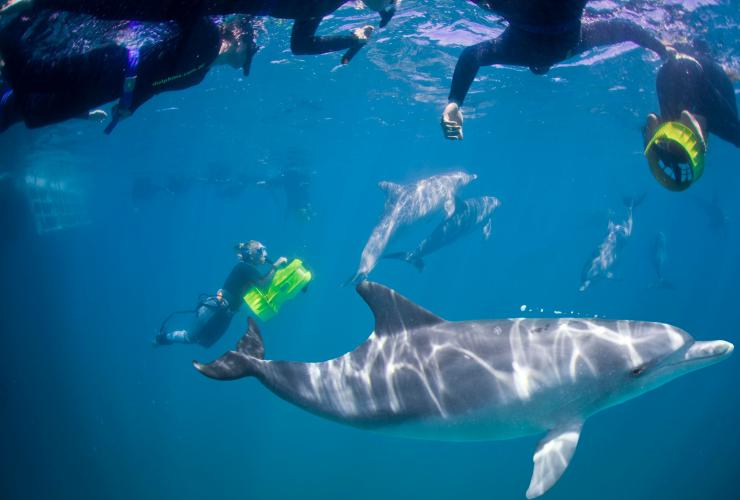 西澳大利亚州，罗金厄姆，罗金厄姆野生动物巡游公司，与海豚一起畅游体验 © 罗金厄姆野生动物巡游公司版权所有