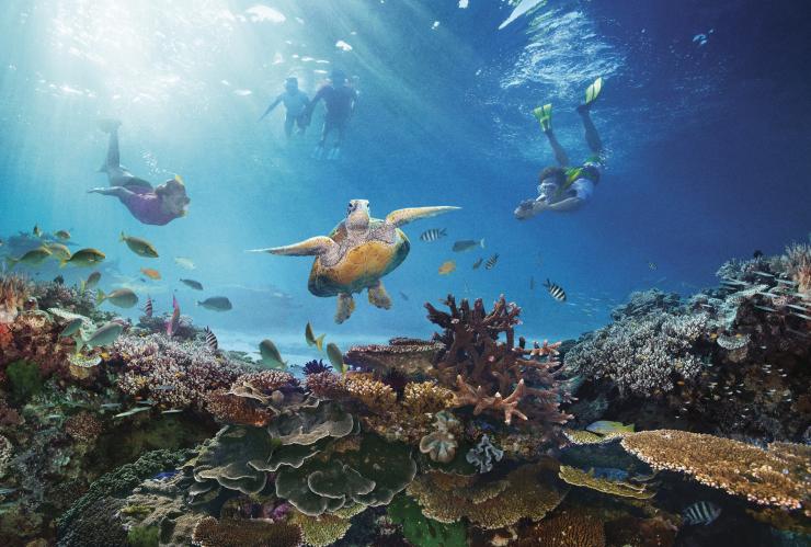 昆士兰州，大堡礁，海龟 © 澳大利亚旅游局版权所有