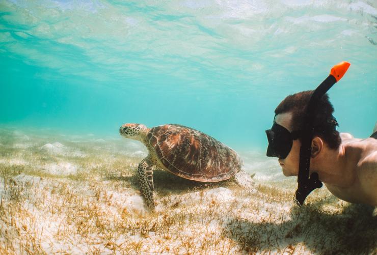 昆士兰州，与海龟一起浮潜 © 昆士兰州旅游及活动推广局版权所有