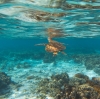 昆士兰州，大堡礁，伊利特女士岛，海龟 © 昆士兰州旅游及活动推广局版权所有