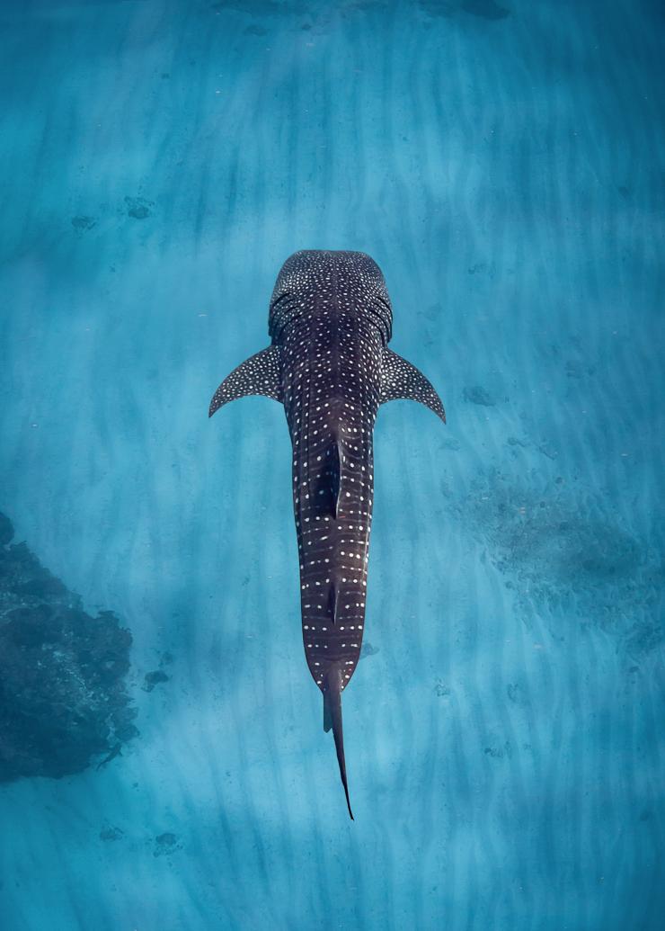 西澳大利亚州，宁加洛珊瑚礁，鲸鲨 © 萨尔萨利斯宁加洛珊瑚礁版权所有