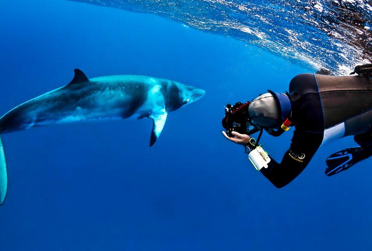 昆士兰州，凯恩斯，麦克博潜水探险之旅，小须鲸 © Shae Callaghan 版权所有